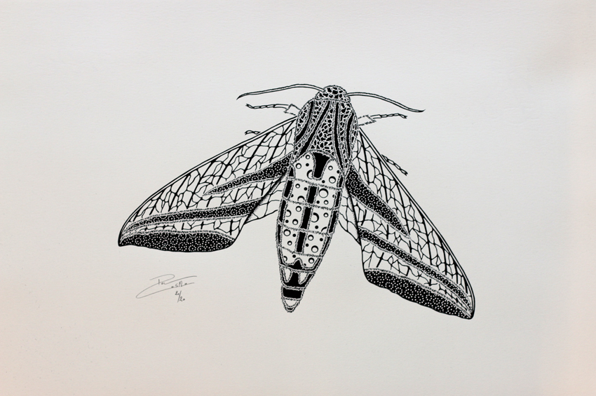 Screen print - Elephant hawk moth (P012)