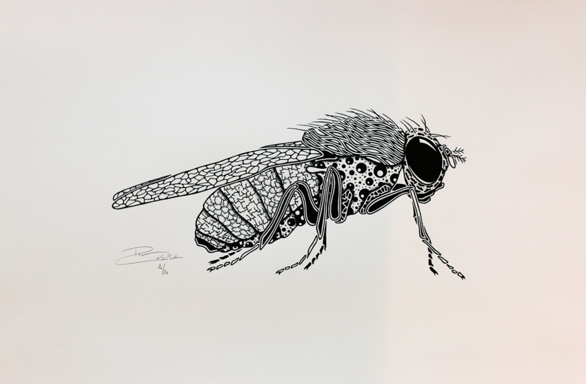 Screen print - Fruit fly (P010)