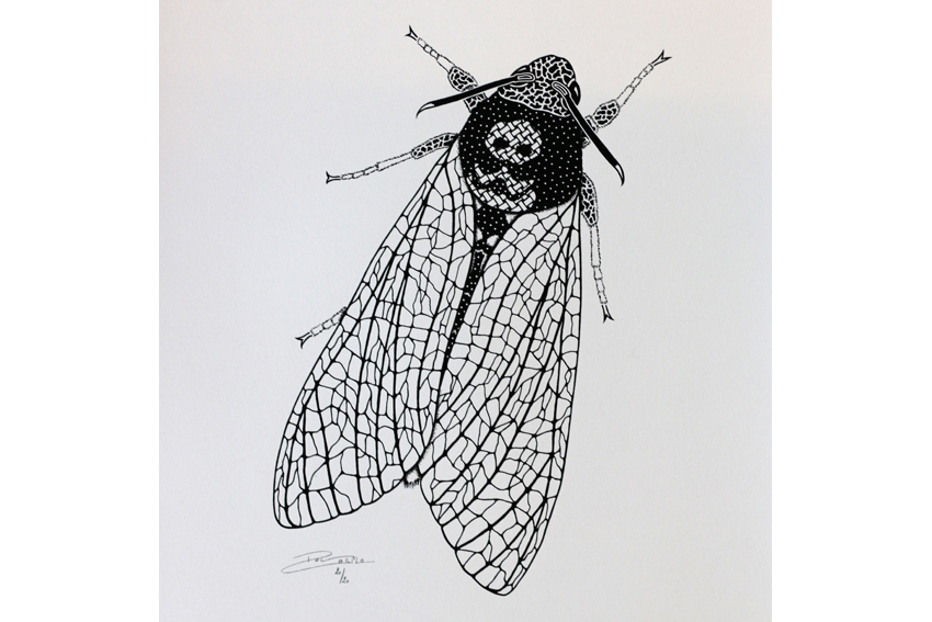 Screen print - Death's-head hawk moth (P013)